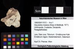 Foto (Objket + Etiketten) von Discutiolira moesica (Muţiu & Bădăluţă, 1971) 